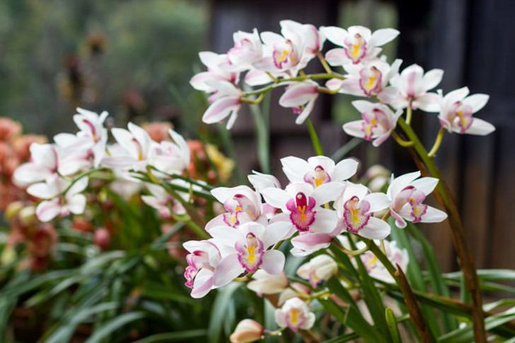 Цимбидиум — капризный, но шикарный «король орхидей»
