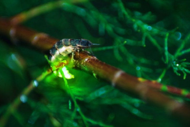 Светляк обыкновенный (Lampyris noctiluca)