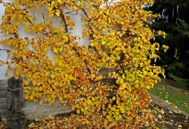 Осенью листва гортензии черешковой приобретает лимонный оттенок