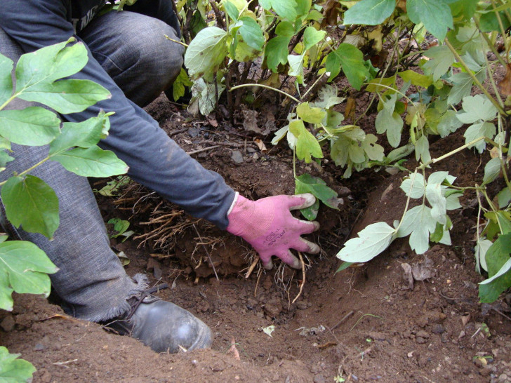 При выкопке куста древовидного пиона для пересадки на новое место старайтесь перенести растение с земляным комом. © peonysenvy