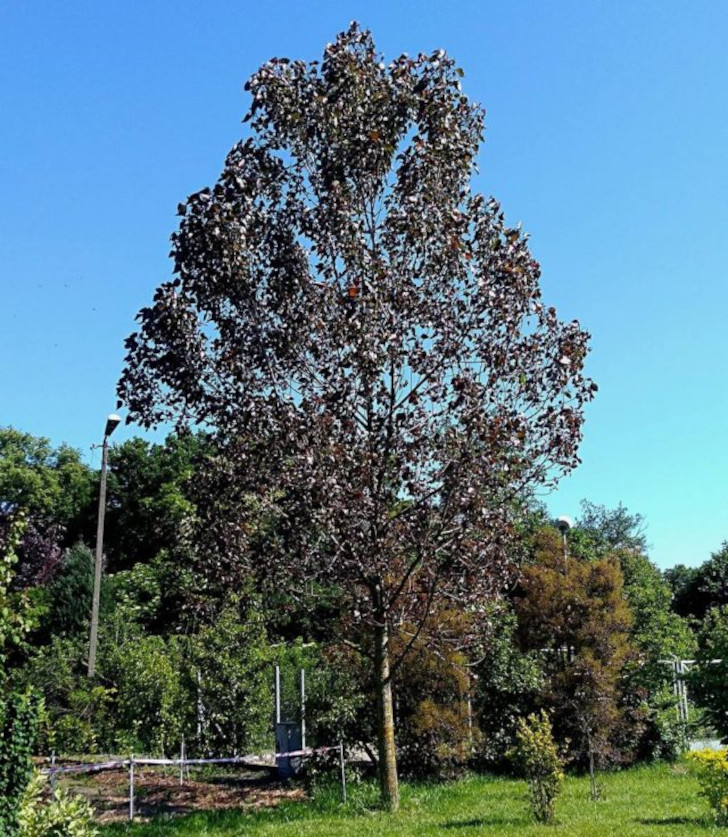 Тополь дельтовмдный (Populus deltoides), сорт «Пурпл Тауэр» (Purple Tower). © Janusz Radecki