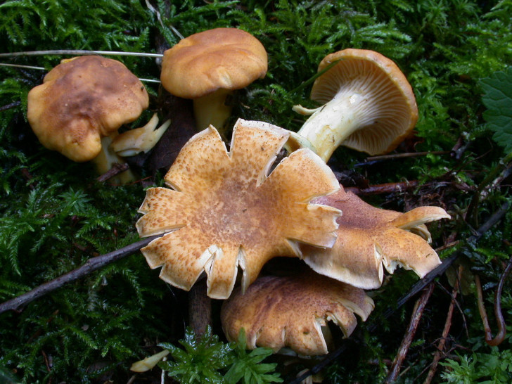 Лисичка аметистовая (Cantharellus amethysteus). © Claude PAGE