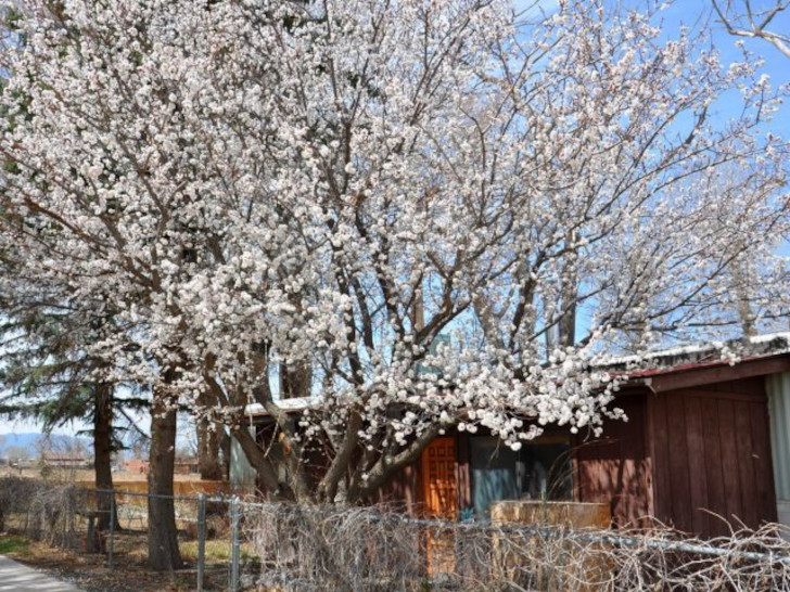 Абрикос (Prunus armeniaca). © CowboysMomma