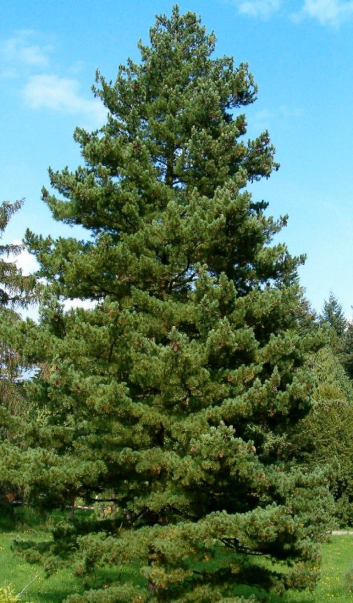 Сосна румелийская (Pinus peuce). © stringfixer.com