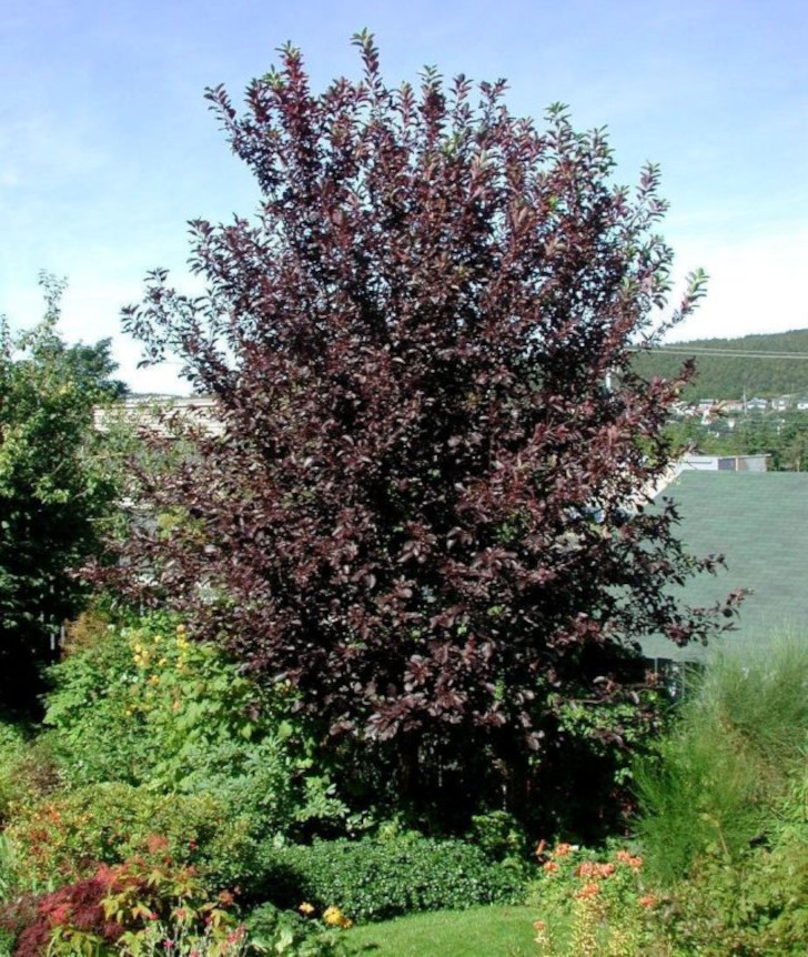 Черемуха краснолистная (Prunus virginiana), сорт «Шуберт» (Shubert). © Todd_Boland