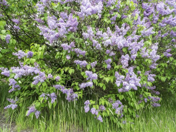 Сирень обыкновенная (Syringa vulgaris)