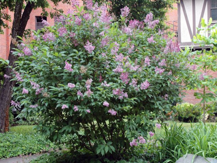 Сирень венгерская (Syringa josikaea). © landscapeplants