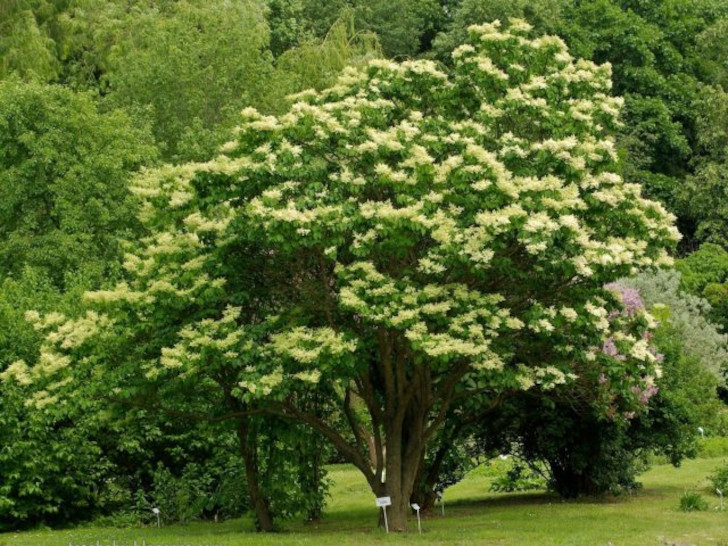 Сирень амурская (Syringa amurensis). © Babij