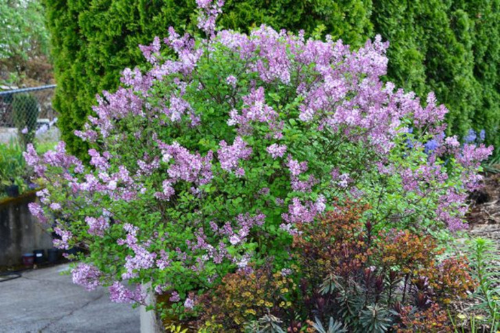 Сирень Мейера (Syringa meyeri). © Phillip Oliver