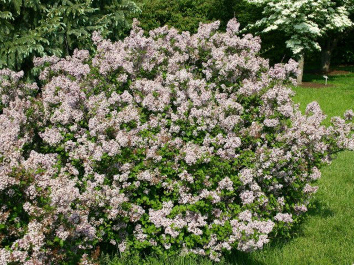 Сирень мелколистная (Syringa microphylla). © John HagstromFollow