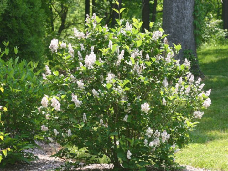 Сирень мохнатая, или волосистая (Syringa villosa). © John Hagstrom