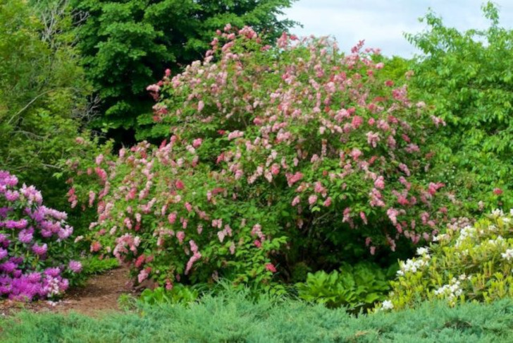 Сирень Престон (Syringa x prestoniae). © Distant Hill Gardens