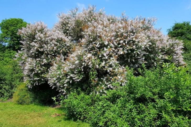 Сирень Звегинцова (Syringa sweginzowii). © standhisround