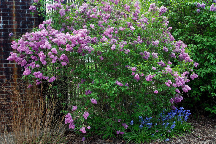 Сирень персидская (Syringa persica). © landscapeplants