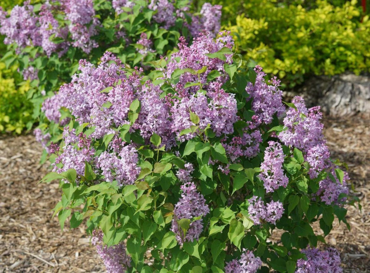 Сирень гиацинтоцветная (Syringa hyacinthiflora). © Colleen Zacharias