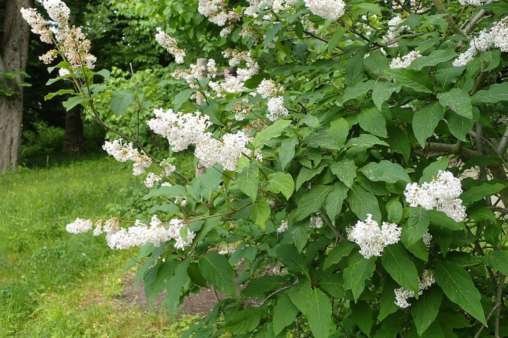 Сирень гималайская (Syringa emodi). © Krzysztof Ziarnek