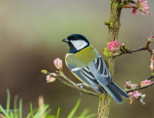 Птицы в саду — как создать для них благоприятную среду?