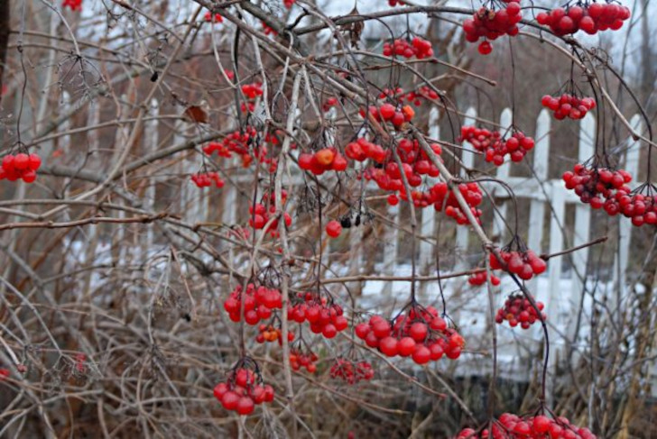В межсезонье птиц привлекают красные ягоды © Людмила Светлицкая