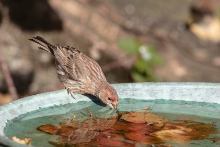 В садовых магазинах можно часто найти специальные чаши, которые служат поилками и купальней для птиц. Но если что, всегда можно смастерить поилку своими руками