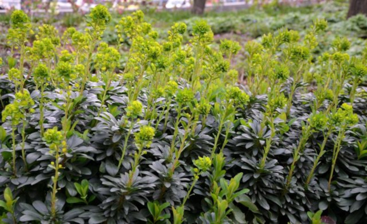 Молочай миндалевидный (Euphorbia amygdaloides)
