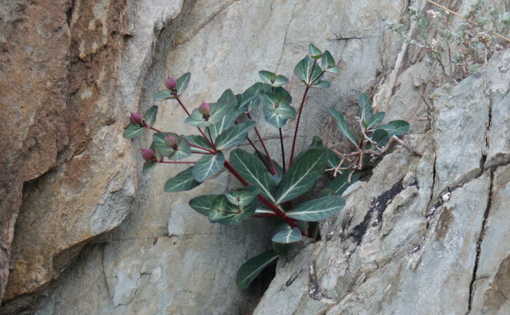Молочай скальный (Euphorbia rupestris). © Наталья Шарнина