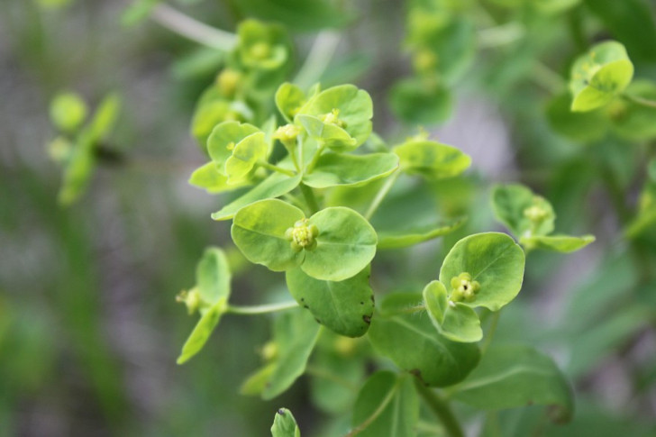 Молочай енисейский (Euphorbia jenisseiensis)