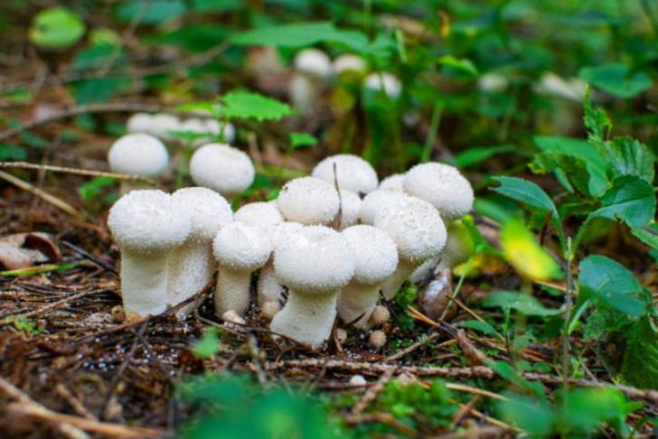 Какие съедобные грибы можно собрать летом?