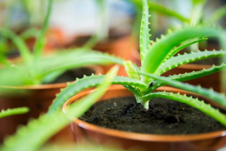 Алоэ древовидное (Aloe arborescens)