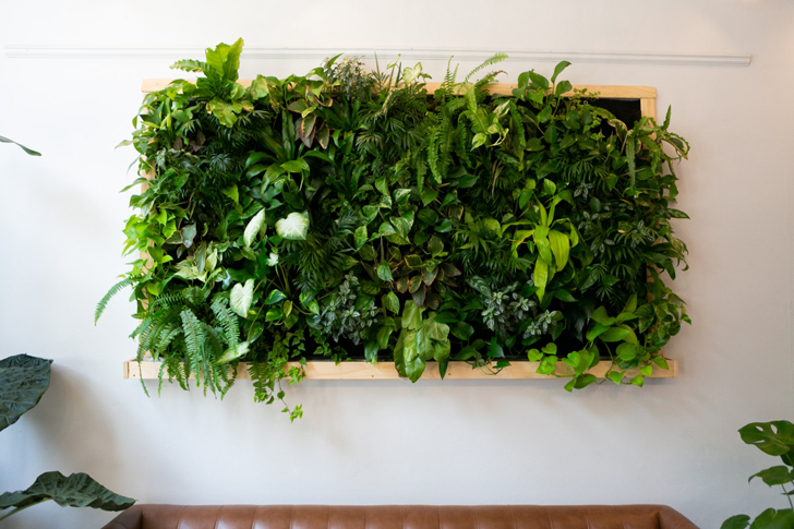 «Городские джунгли» используют комнатные растения, вписывающиеся в окружающий интерьер