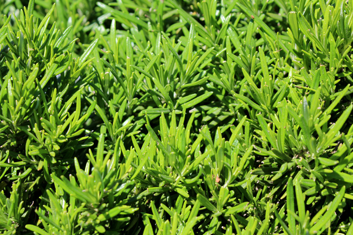 Розмарин – средиземноморский вечнозеленый кустарник. Довольно требователен к сухим, солнечным и жарким местам