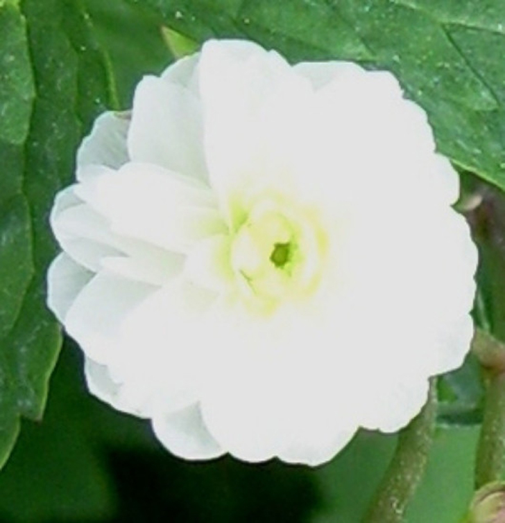 Анемонелла василистниковая «Флоре Плена» (Anemonella thalictroides ‘Flore Plena’) © edelweissperennials