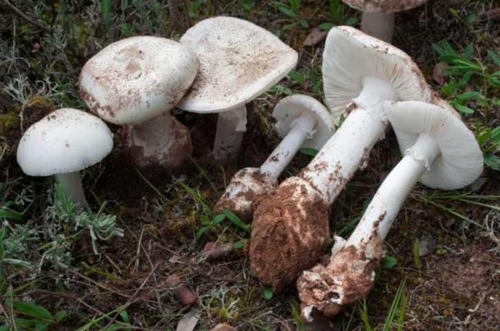 Ядовитый гриб: Белый мухомор