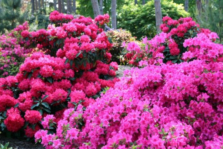 Цветник в розовом цвете — 10 лучших растений
