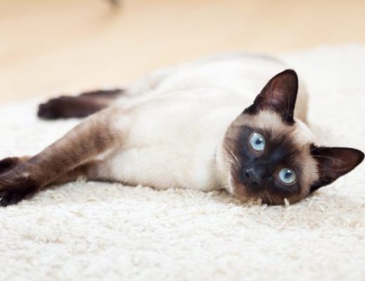 Голубоглазое чудо из Сиама — особенности сиамских кошек