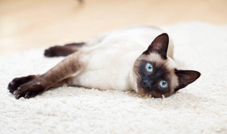 Голубоглазое чудо из Сиама — особенности сиамских кошек