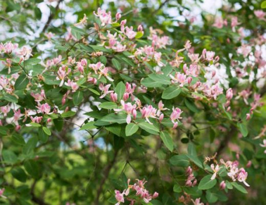 Жимолость каприфоль — ароматная лиана вашего сада