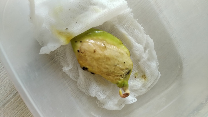 Внутри косточки мы обнаружим семя. Теперь его нужно прорастить – во влажном сфагнуме, опилках или на марле © pikabu