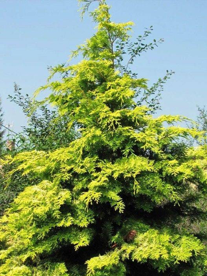 Кипарисовик нутканский «Ауреа» (Chamaecyparis nootkatensis ‘Aurea’). Внешне сходен с природным видом, но дерево более низкорослое и медленно растущее. © romashkino