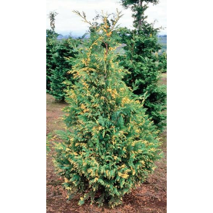 Кипарисовик нутканский «Вариегата» (Chamaecyparis nootkatensis ‘Variegata’) — это узкое коническое дерево, которое имеет множество ветвей с тонкой текстурой сине-зеленой хвоей. © conifercollection