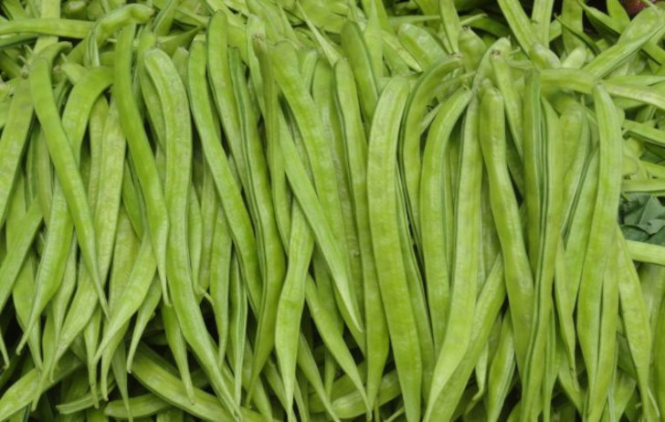 В продаже также уже можно найти семена интересного бобового растение – гуара, или циамопсиса, или горохового дерева (Cyamopsis tetragonoloba). © ayushvedah