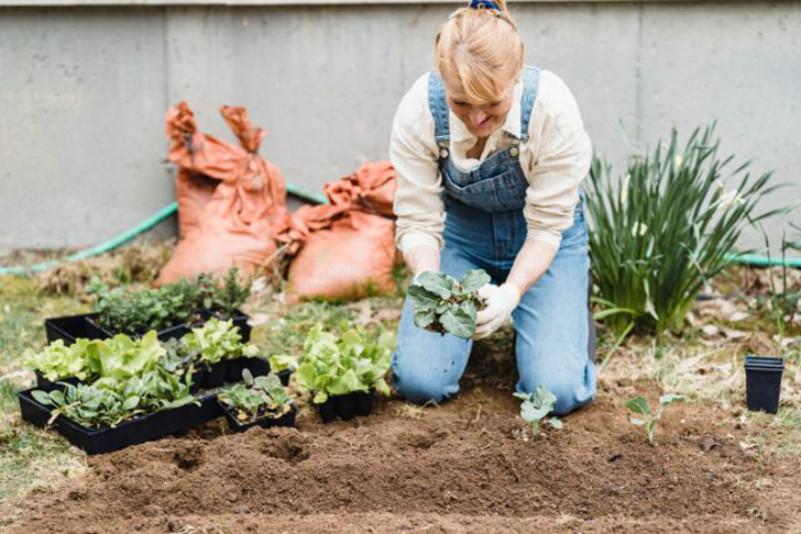 После прогрева почвы можно сеять более теплолюбивые культуры — свёклу, фасоль, бобы. © Pexels