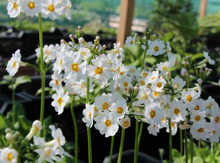 Примула японская сорта «Альба» (Primula japonica ‘Alba’). © agronom-rasteniya