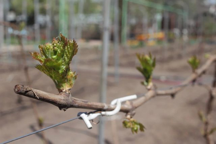 Виноград в мае требует особой заботы. © Кинельский виноград