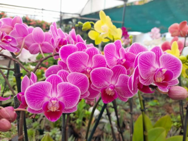 Орхидея фаленопсис. © 7Tini3