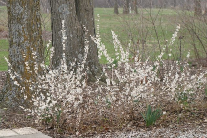 Не менее эффектна белая форзиция. До появления листьев голые стебли усыпаны сладко-пахнущими цветочками. © blog-spot