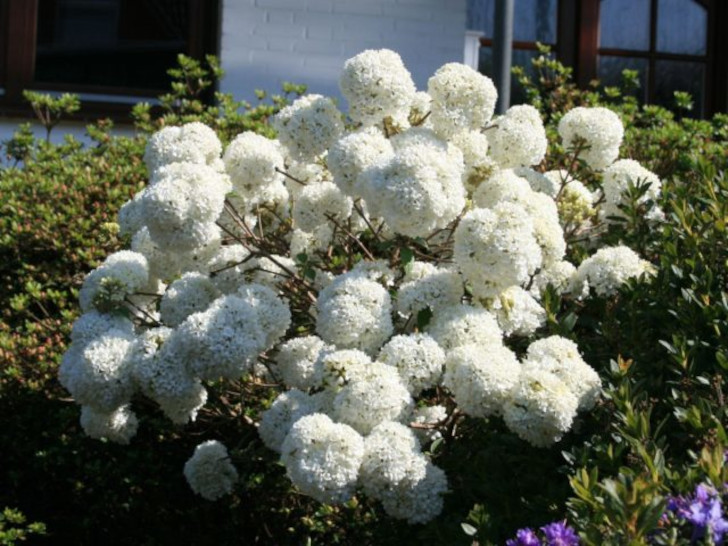 Изящества саду добавят эффектные сферы чисто-белых цветов калины обыкновенной сорта «Эскимо» (Viburnum opulus ‘Eskimo’). © mavlink