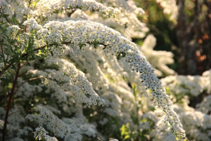 В сезон весеннего цветения сорта «Грациоза» спиреи острозазубренной (Spiraea arguta ‘Graciosa’) и спиреи серой (Spiraea cinerea ‘Graciosa’) создадут каскадный водопад белого цвета