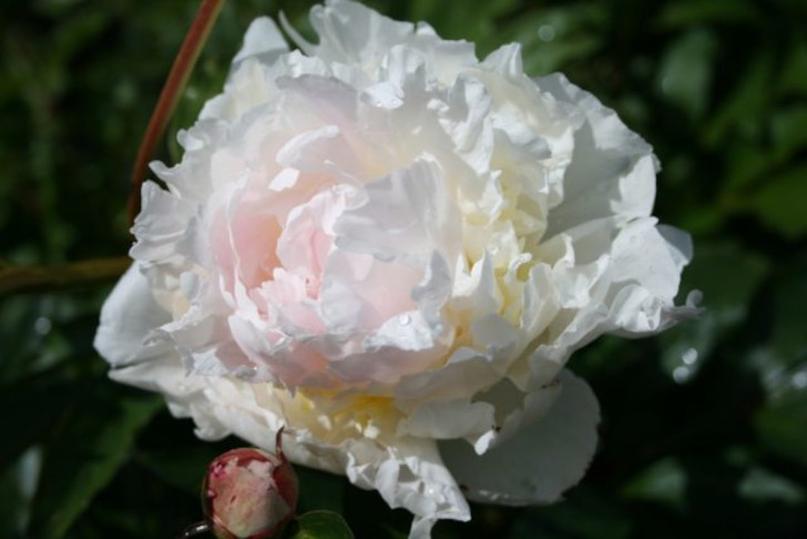 Гармонично впишутся в сады 3 зоны махровый розовидный пион сорта «Анн Кузинс» (Paeonia lactiflora ‘Ann Cousins’). © Epibase