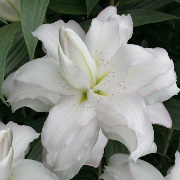 Тянутся к небу ароматные лилии сорта «Лотус Пюре» (Lilium ‘Lotus Pure’). Они свежо и красиво смотрятся в начале лета. © ДоброДар