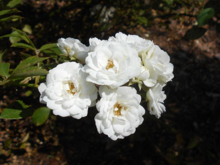 Для альпийского дизайна и рабаток отлично подойдут сорта розы почвопокровной, например сорт «Альба Мейдиланд» (Rosa Sommerwind ‘Alba Meidiland’). © oir